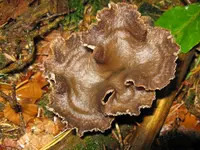 trompetenpfifferling_1024x768.JPG