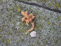 DSCF1966.webp