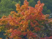 image001.webp
