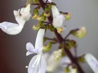 image006.webp