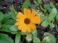 P1020096.webp