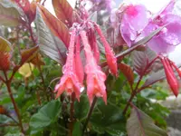 P1020091.webp