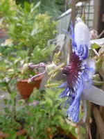 P1020087.webp