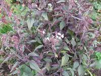 IMG_5810.webp