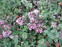 IMG_5807.webp