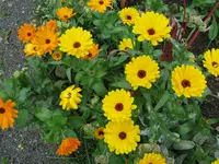 IMG_5808.webp