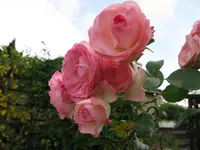 IMG_5815.webp
