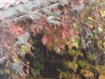 DSC02410.jpg