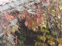 DSC02410.webp