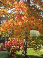 Amber.webp