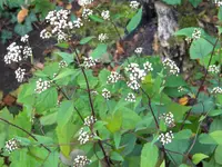 DSCN9850.webp
