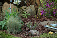 Hangbeet_untere Terrasse_Rindenmulch_900.JPG