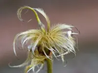 image009.webp
