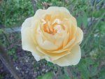 P1020110Rose.jpg