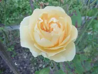 P1020110Rose.webp