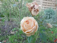 P1020109Rose.webp