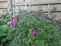 P1020108Herbst.webp