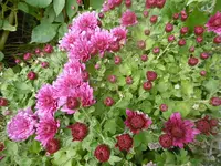 P1020107Herbst.webp