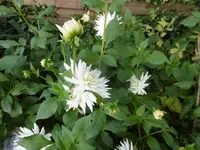 P1020106Dahlie.webp