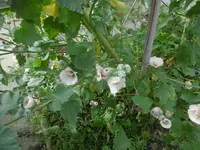 P1020105Malve.webp