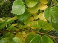 P1020104Herbstfärbung am Judasstrauch.webp