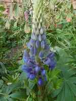P1020103Lupinie.webp