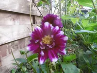 P1020102Dahlie.webp