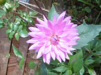 P1020100Dahlie.webp