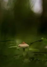 Pilz.webp