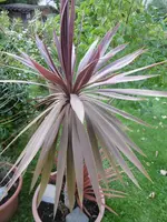 P1020117keulenlilie.webp