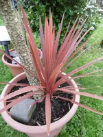 P1020116keulenlilie.webp
