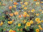 P1020115gewürztagetes.jpg