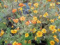 P1020115gewürztagetes.webp