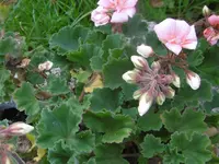 P1020114geranie.webp