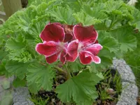 P1020113geranie.webp