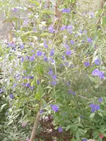 P1020112Enzian.webp