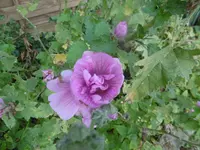 P1020111malve.webp