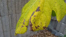 IMG_20171012_170718.webp