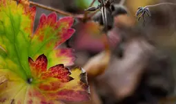 _MG_9380.webp