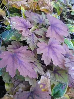 014_576x768.webp