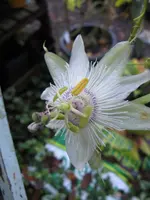 015_576x768.webp