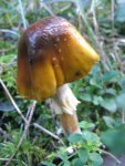 008_576x768.JPG