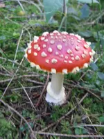 009_576x768.webp