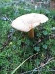 fichtenzeitker_576x768.JPG