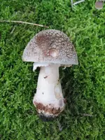 perlpilt_576x768.webp