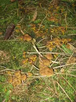trompeten_576x768.webp