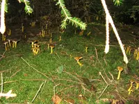 trompeten versteck_1024x768.JPG