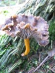trompete_576x768.JPG
