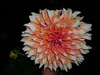 DSCI0705.webp