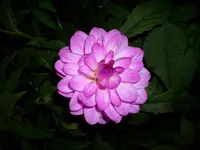 DSCI0706.jpg